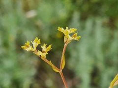 Valerianella muricata