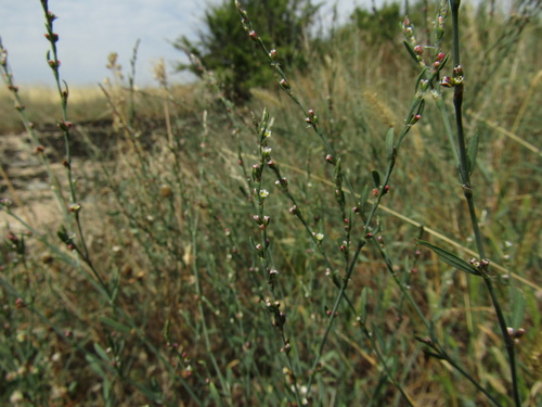 Bellard's smartweed (Polygonum patulum)