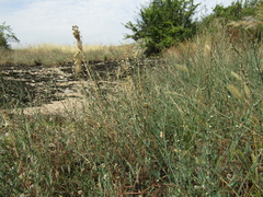 Polygonum patulum