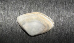 Iphigenia brasiliensis