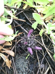 Aphyllon californicum