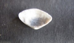 Iphigenia brasiliensis