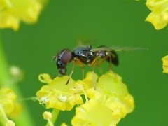 Rivellia maculipennis