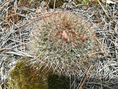 Mammillaria discolor