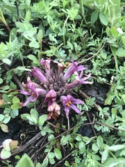 Aphyllon californicum