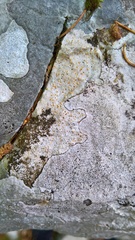 Petractis clausa