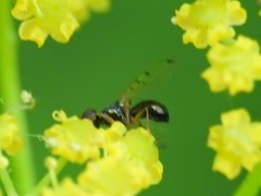 Rivellia maculipennis