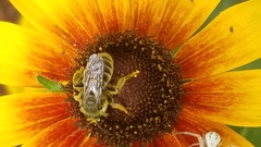 Andrena rudbeckiae