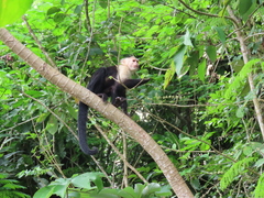 Cebus capucinus