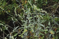 Sideritis soluta gueimaris