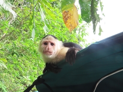Cebus capucinus