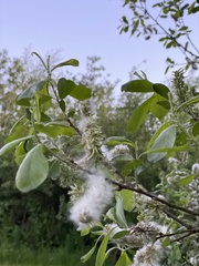 Salix