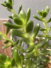 Sedum lucidum
