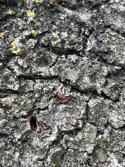 Camponotus decipiens