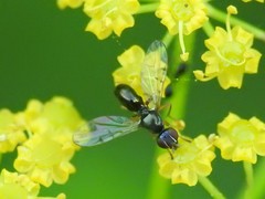 Rivellia maculipennis