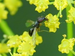 Rivellia maculipennis