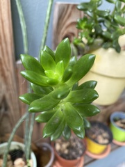 Sedum lucidum
