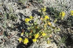 Helianthemum squamatum