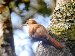 Lepidocolaptes squamatus