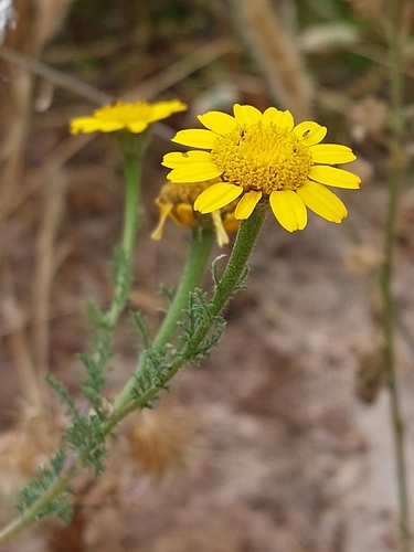 Anacyclus radiatus