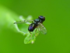 Rivellia maculipennis