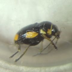 Cryptocephalus moraei