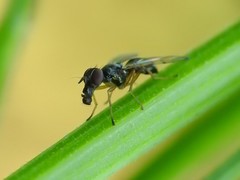 Rivellia maculipennis