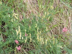 Vicia ochroleuca