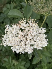 Sambucus nigra