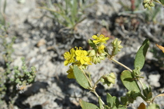 Helianthemum squamatum