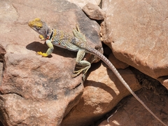 Crotaphytus
