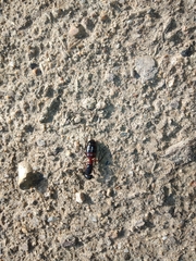 Camponotus ligniperda