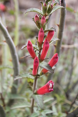 Lamourouxia rhinanthifolia