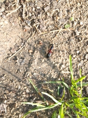 Camponotus ligniperda