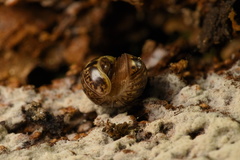 Glomerida