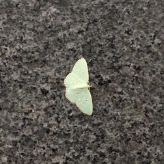 Comostola meritaria