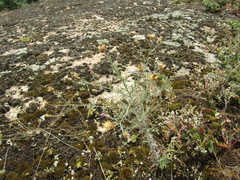 Centaurea besseriana