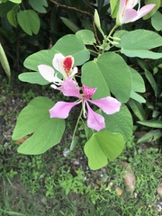 Bauhinia monandra
