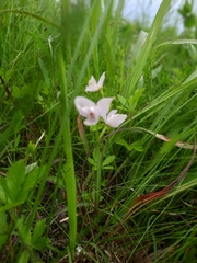 Calopogon oklahomensis