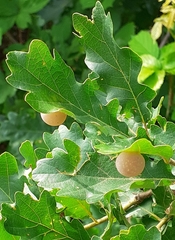 Cynips quercus