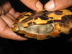 Notochelys platynota