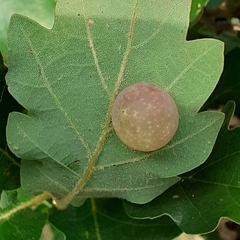 Cynips quercus