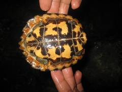 Notochelys platynota