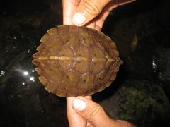 Notochelys platynota