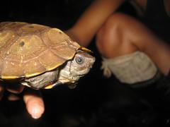 Notochelys platynota