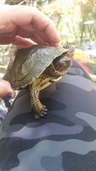 Actinemys marmorata pallida