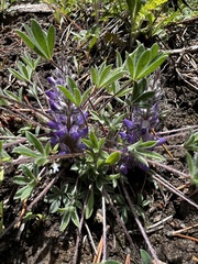 Lupinus pusillus