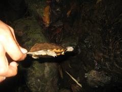 Notochelys platynota