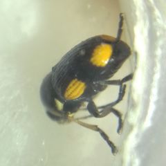 Cryptocephalus moraei