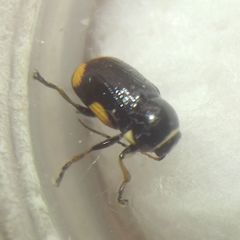 Cryptocephalus moraei